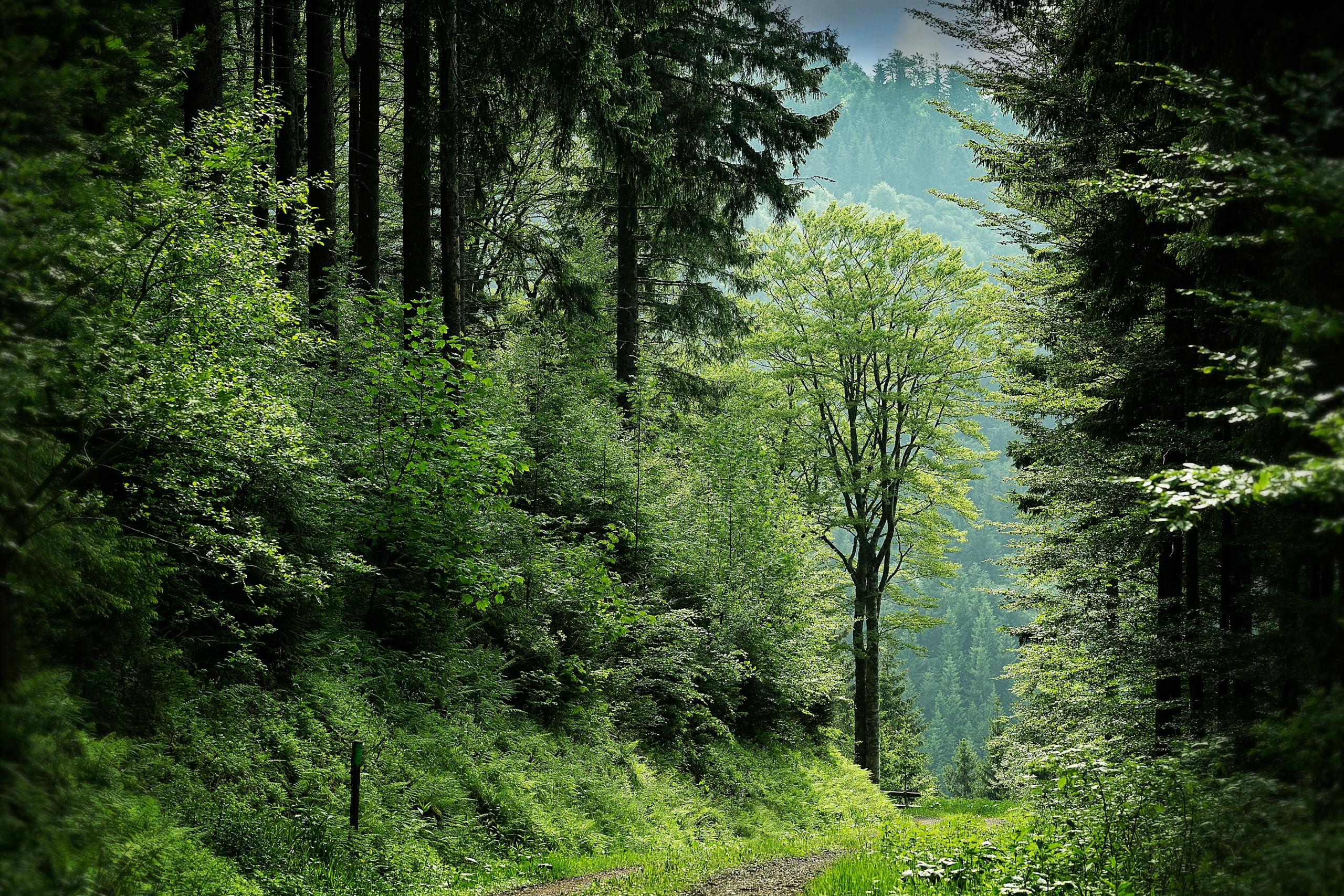 Pathway Between Green Leafed Trees